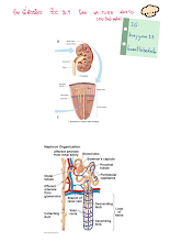 ชีวะค้าบ 2.pdf